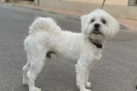 Perro Perdido en Lo Pagán: Yaki, ¡Ayuda!