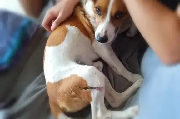 Animaux trouvés Montaut, photo: Chien marron et blanc trouvé à Montaut