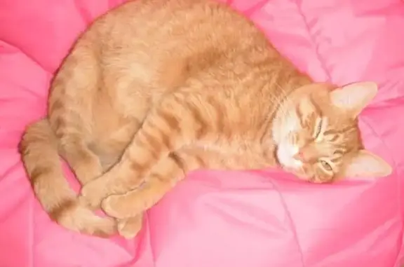 Chat roux Bouchon perdu à Dunkerque - photo