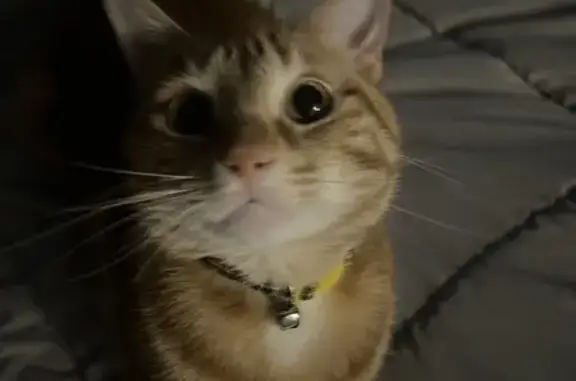 Lost and found pets , photo: Missing Shy Orange Cat - St Mary St, West Warwick