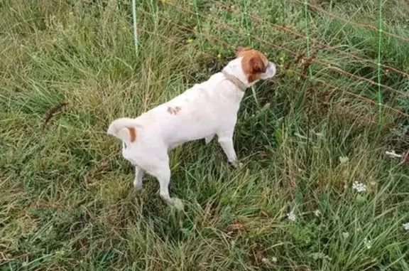Chien trouvé au parc à moutons de Vacqueyras - photo
