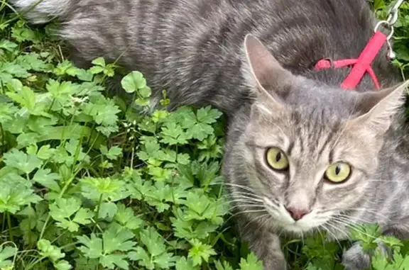 Animaux perdus Névez, photo: Chat tigré gris perdu à Névez, queue cassée