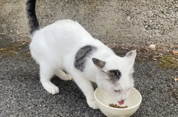 Chat mâle blanc trouvé à Terre Rouge - photo