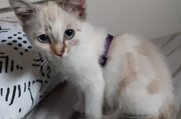 Animaux perdus , photo: Chaton perdu à Les Bois d'Anjou