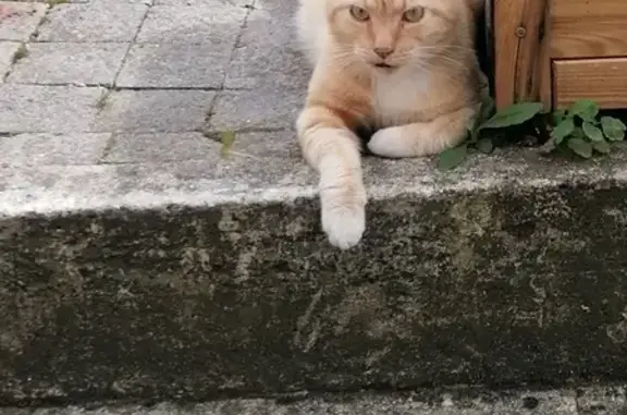 Chat roux sable trouvé Rue Pasteur, Loos - photo