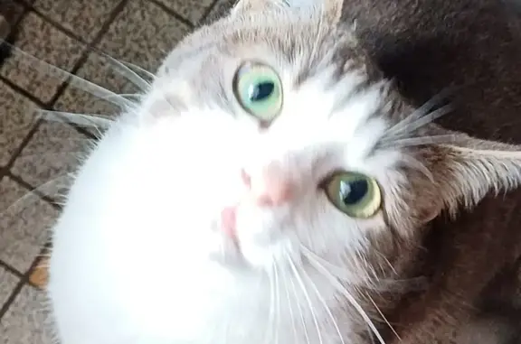 Chat perdu, , photo: Chat tigré gris et blanc disparu à Trizac