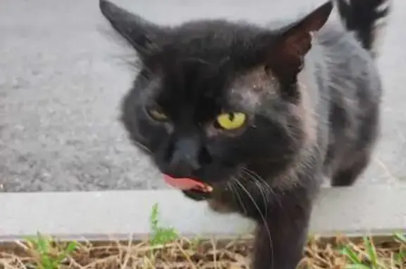 Chat noir mâle non castré trouvé à Roiffieux - photo