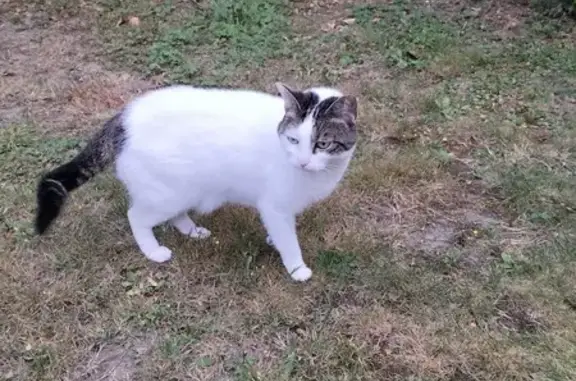 Chat trouvé Rennes, photo: Chatte trouvée, Place Jeanne Laurent, Rennes