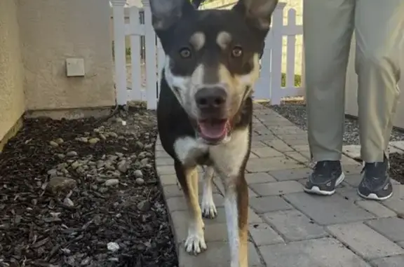 Found Dog: Brown with Beige Paws in San Diego