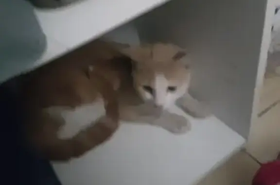 Jeune chat roux trouvé à Denain - photo