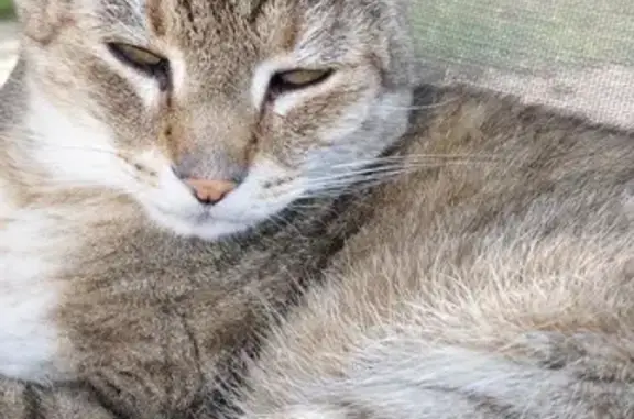 Animaux perdus Montbéliard, photo: Chat tigré mâle perdu à Montbéliard