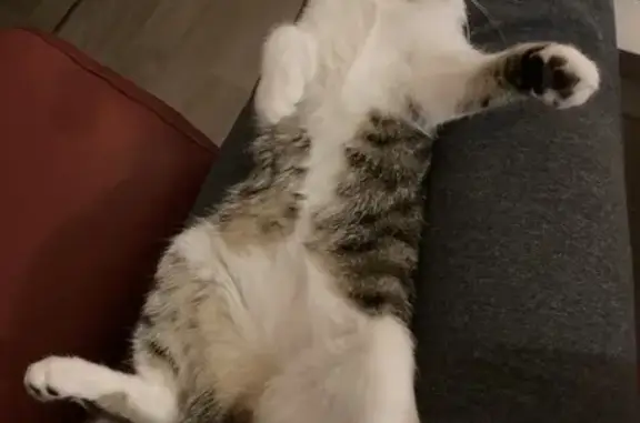 Chatte tigrée disparue à Chabournay - photo