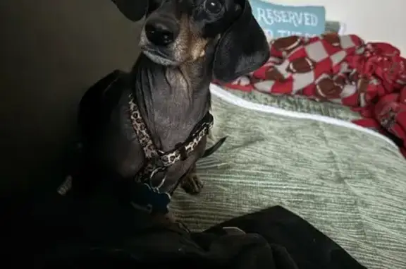 Lost Dachshund Mona: Shy, Spayed, Leopard Harness