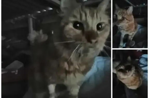 Gros chat roux trouvé, très amaigri, Tavaux - photo