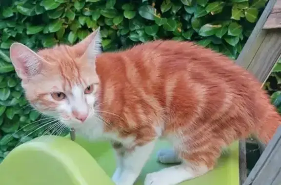 Chat trouvé avec collier: Kiwi à Pechabou - photo