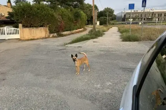 Chien batard trouvé sans collier à Pibrac - photo