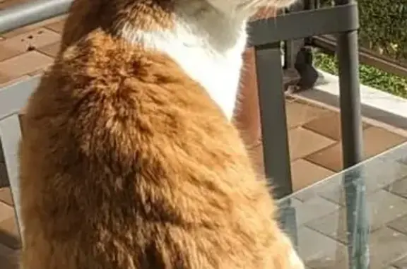 Chat perdu, Mougins, photo: Chat roux et blanc disparu à Mougins