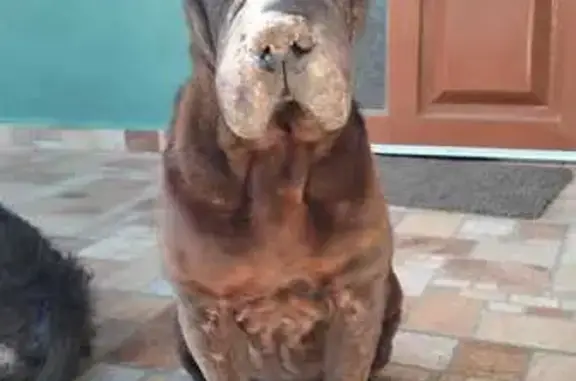 ¡Urgente! Perro Sharpei Negro Perdido en SLP