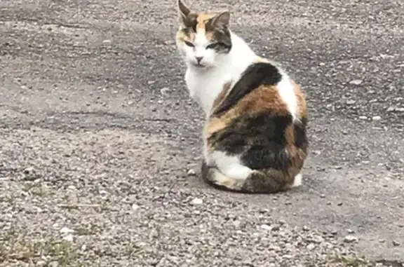 Chat tricolore trouvé à Marigny-le-Cahouët - photo