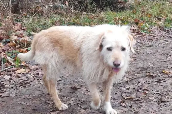 Chien perdu Arnac-Pompadour, photo : Chien Marron Beige Disparu à Arnac-Pompadour
