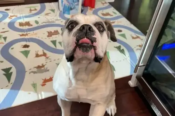 Found Friendly Male English Bulldog - Windsor