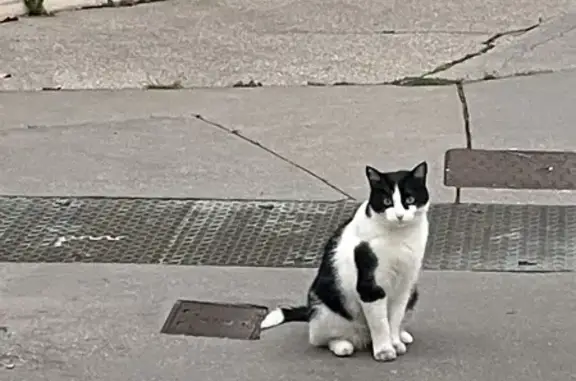 Chat trouvé, rue Ozanam, Lyon - photo