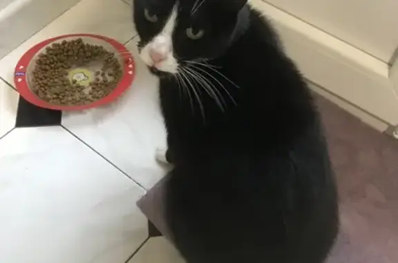 Chat mâle castré trouvé à Bonson, Rue de Lurieu - photo