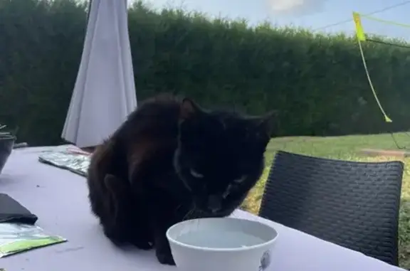 Chat trouvé , photo: Chat noir amaigri trouvé à Douriez