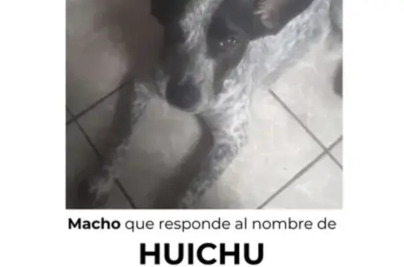 Perros perdidos, , foto: Perro Perdido en Santiago Tepetlapa - Macho 3 Años
