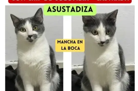 Gata Perdida: Gris y Blanca con Mancha Distintiva