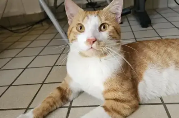 Animaux trouvés , photo: Chat trouvé à Paris, Île-de-France