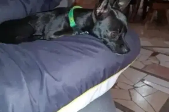 ¡Urgente! Perrita Chihuahua Perdida en SLP