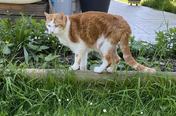 Animaux perdus , photo: Chat mâle castré perdu à Maurepas