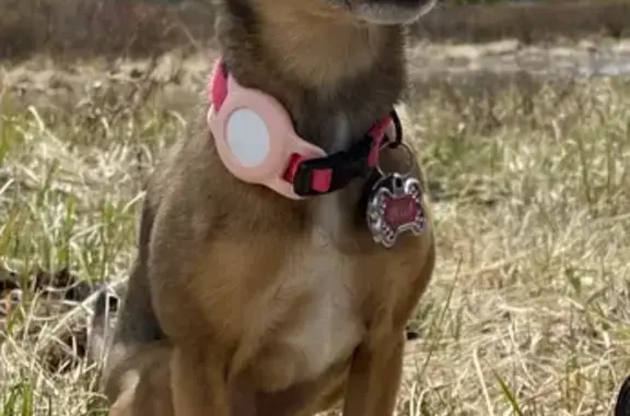 Lost Miniature Pinscher Mix on Darris St.