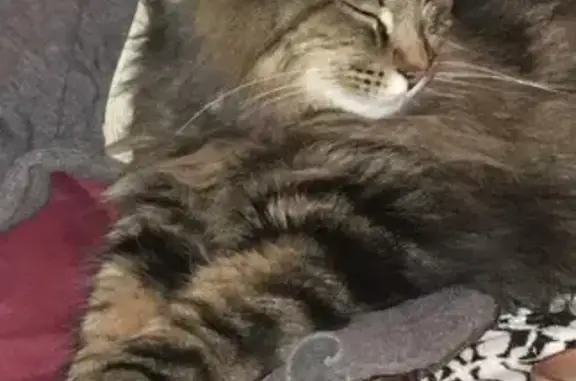 Missing Norwegian Forest Cat 'Finn' - Toledo