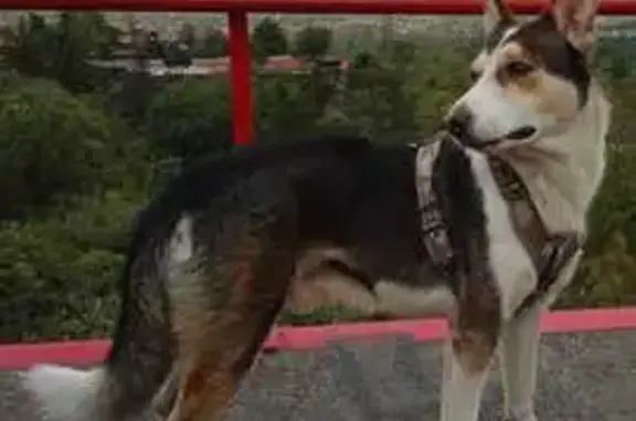 Perro Husky Perdido en San Miguel Ajusco