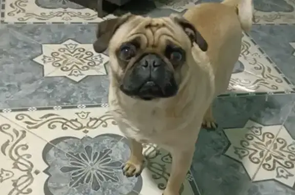 Perro Pug Café Perdido en Ciudad de México