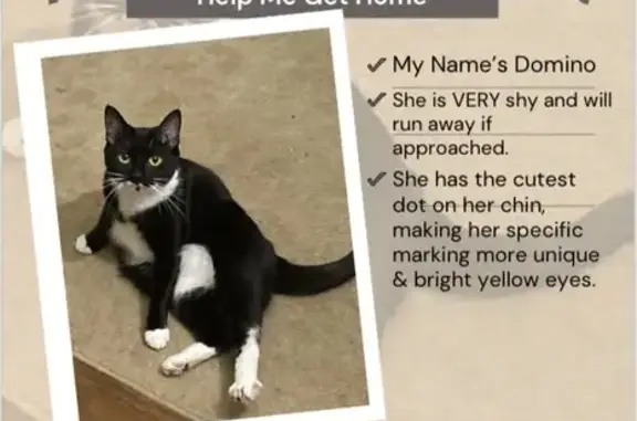 Lost Cat: Help Find Domino Near Cleveland Ave!