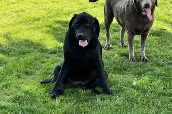 Lost Labradors: Morris St, Islip - Help!