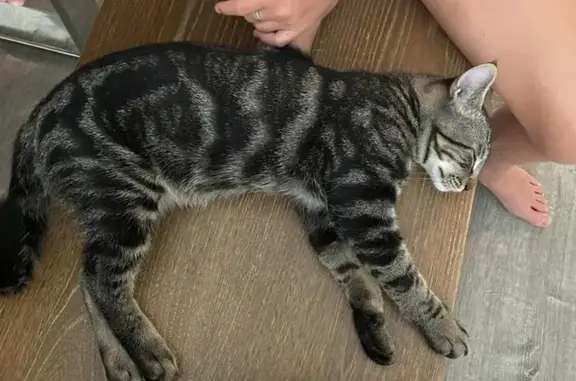 Missing Classic Tabby: Help Find Our Cat!