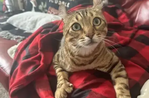 Missing Bengal-Lookalike Cat: Help Find Him!