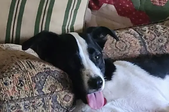 Missing Dog: Black & White, Blue Harness, Monson