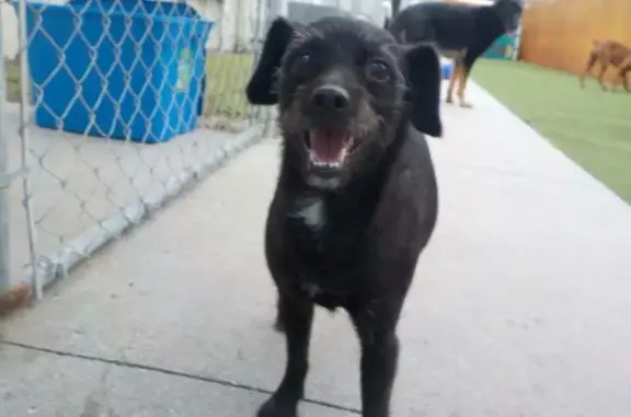 Lost Small Black & Grey Dog near Woodbury Exit