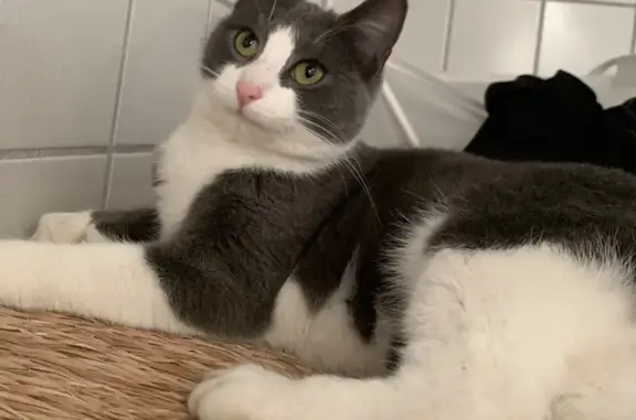 Lost Grey & White Cat in Leedon Heights, SG