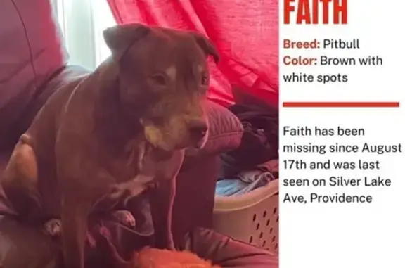 Missing 13-Year-Old Pitbull Lab Mix in Cranston