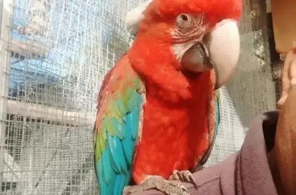 Lost Greenwing Macaw in Oakford - Call Now!