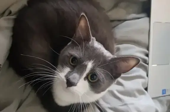 Missing Grey & White Female Cat - Perkins Ave