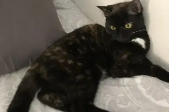 Chat noir tacheté marron perdu à Pithiviers - photo