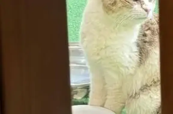 Chat errant sourd, nourri à Orgeval - photo