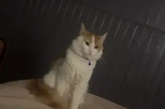 Animaux perdus Tonnerre, photo: Chat mâle blanc-roux perdu à Tonnerre